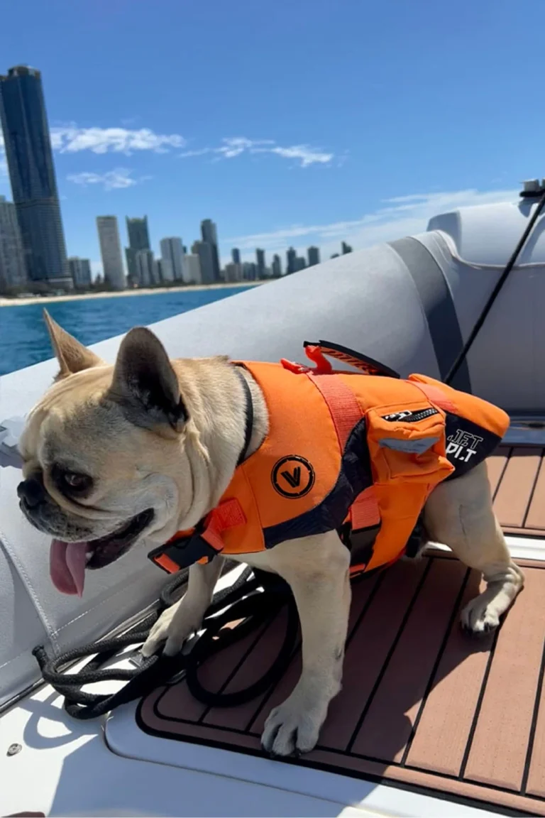Jetpilot Venture Dog Life Jacket - Orange